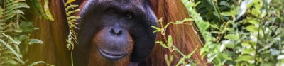 Orangutan on green background