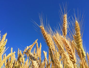 Corn on a background of a blue sky