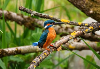 A kingfisher