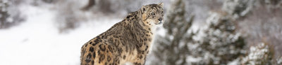 A rare, endangered snow leopard on top of a snowy rock in a forest.