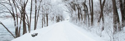 Dirt road covered in snow with trees