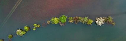 An areial view of trees wihtin a body of water