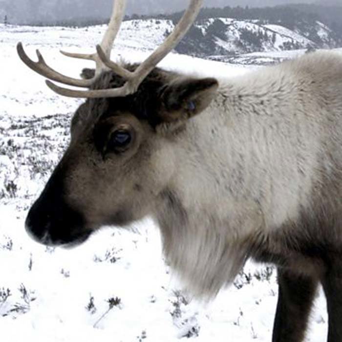 A reindeer