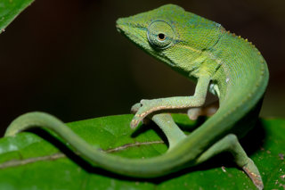 A chameleon sitting on a leaf.