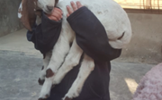 A young boy holding a small goat