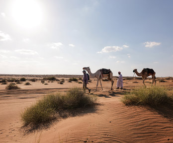 Desert landscapes with two men walking camels