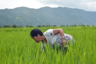 Rice farming in the Philippines.
