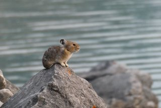 A Pika, a small rodent animal similar to a small rabbit