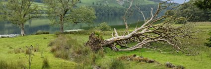 A fallen tree next to a lake