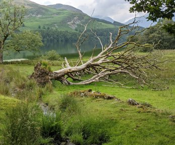 A fallen tree next to a lake