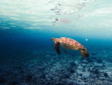 A turtle floating in clear blue seas
