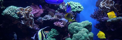 A coral reef with blue fish