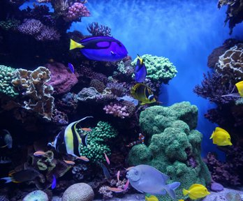 A coral reef with blue fish