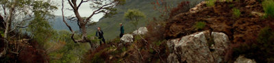 Two people standing on a rocky area looking at a pine tree.