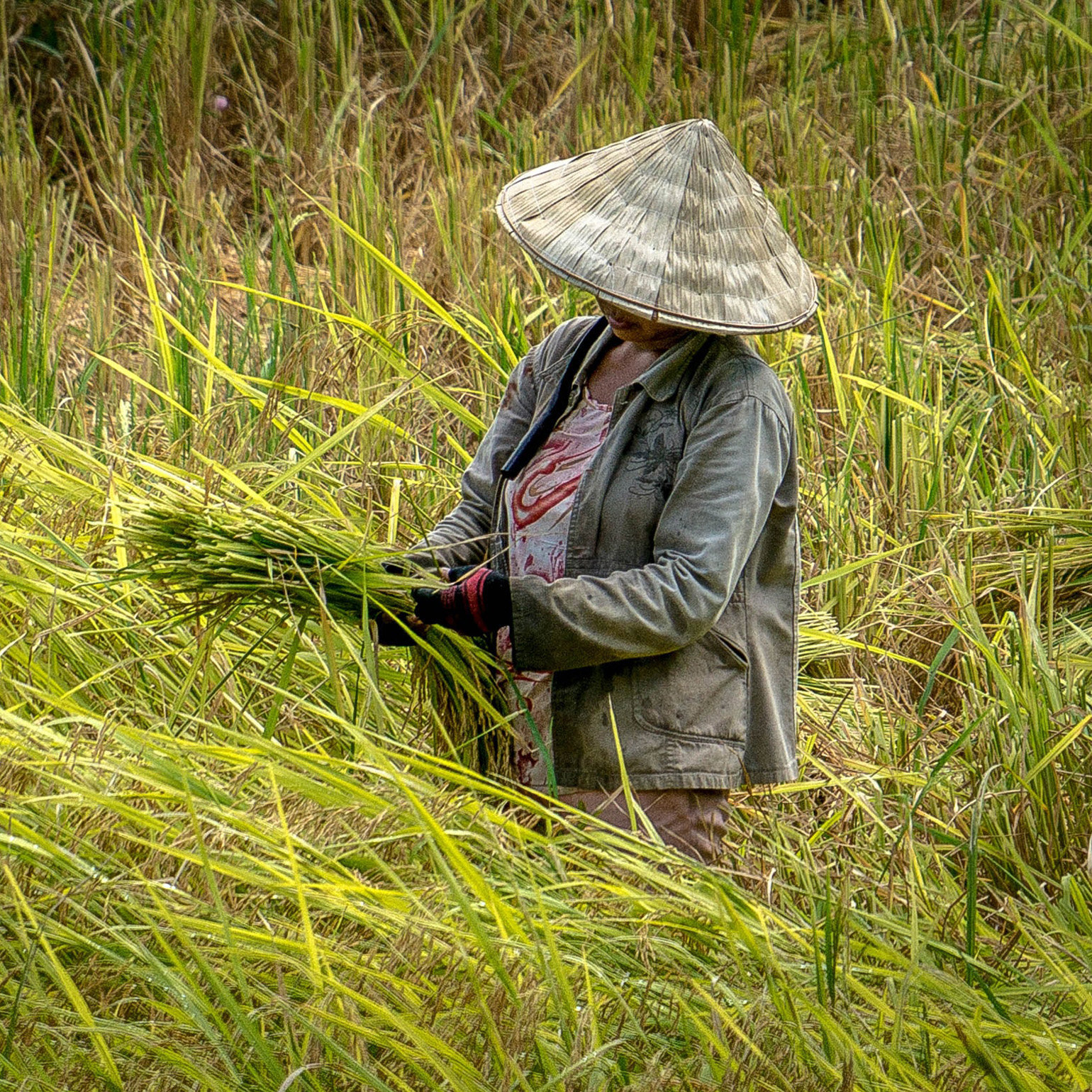 A woman standing in a rice paddy, collecting rice