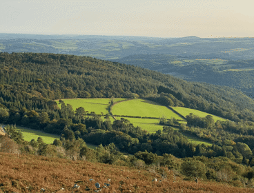 Fields and woodland in Dartmoor 