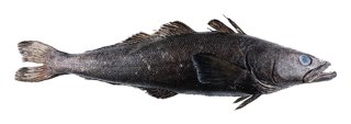 A toothfish