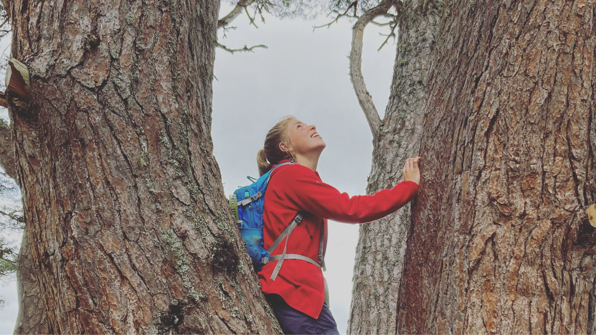 Person standing between two tree trunks, looking up.