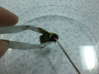 Swabbing bees in the lab