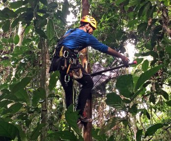 Person wearing a harness hanging from a rope in a tropical forest canopy. They are wearing a helmet and holding tools. 