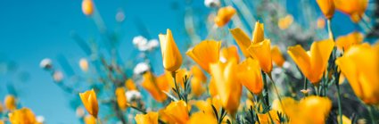 Yellow tulip flowers