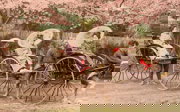 Early 19th century photograph of three geishas on jin rickshaws pulled by three men.