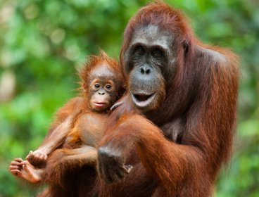 Orangutan mother and baby