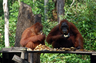 The Bornean Orangutan