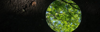 Dead leaves on dark soil next to a mirror showing bright living leaves and branches.