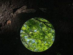 Dead leaves on dark soil next to a mirror showing bright living leaves and branches.