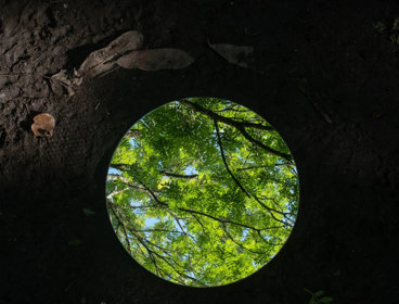 Dead leaves on dark soil next to a mirror showing bright living leaves and branches.