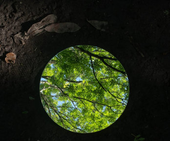 Dead leaves on dark soil next to a mirror showing bright living leaves and branches.