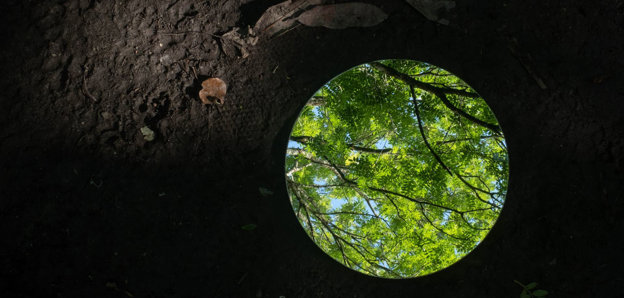 Dead leaves on dark soil next to a mirror showing bright living leaves and branches.