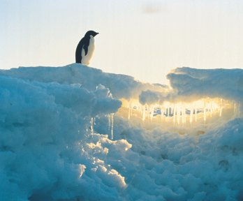 A Penguin sitting on ice in Antarctica