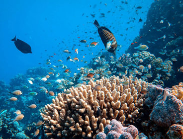 A school of fish and a coral reef in a body of water.