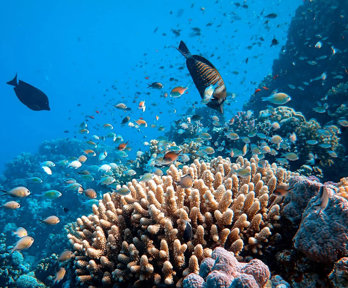 A school of fish and a coral reef in a body of water.