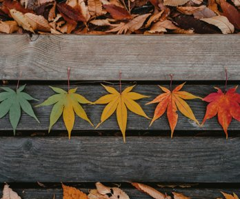 Brown and yellow leaves on a brown wooden background
