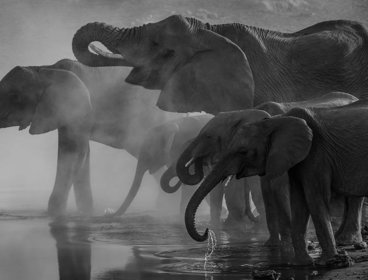 Black and white photograph of a group of large and smaller elephants drinking water. 