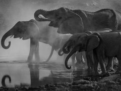 A group of large and smaller elephants drinking water. 