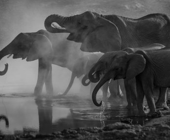 A group of large and smaller elephants drinking water. 