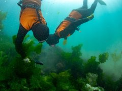 Two divers harvesting from a crop of thick green sea kelp.