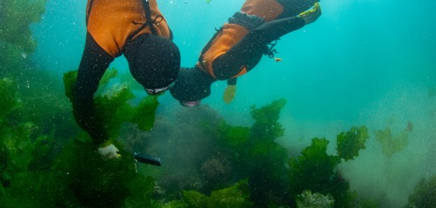 Two divers harvesting from a crop of thick green sea kelp.