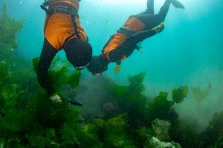 Two divers harvesting from a crop of thick green sea kelp.