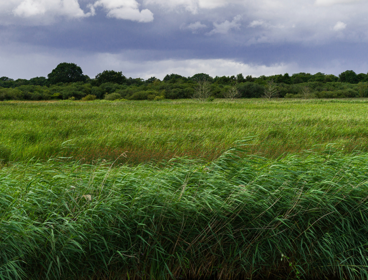 Norfolk grasslands 