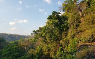 A densely forested mountain slope. 