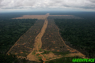 Deforestation in the rainforest