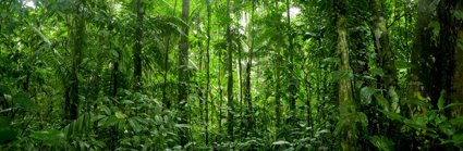 Tall trees and bright green plants occupy a tropical rainforest