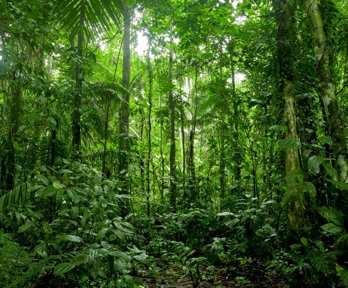 Tall trees and bright green plants occupy a tropical rainforest