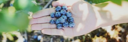 Person holding their hand out with blueberries in their palm. 