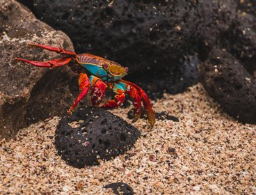 A crab crawling across a sandy sea bottom